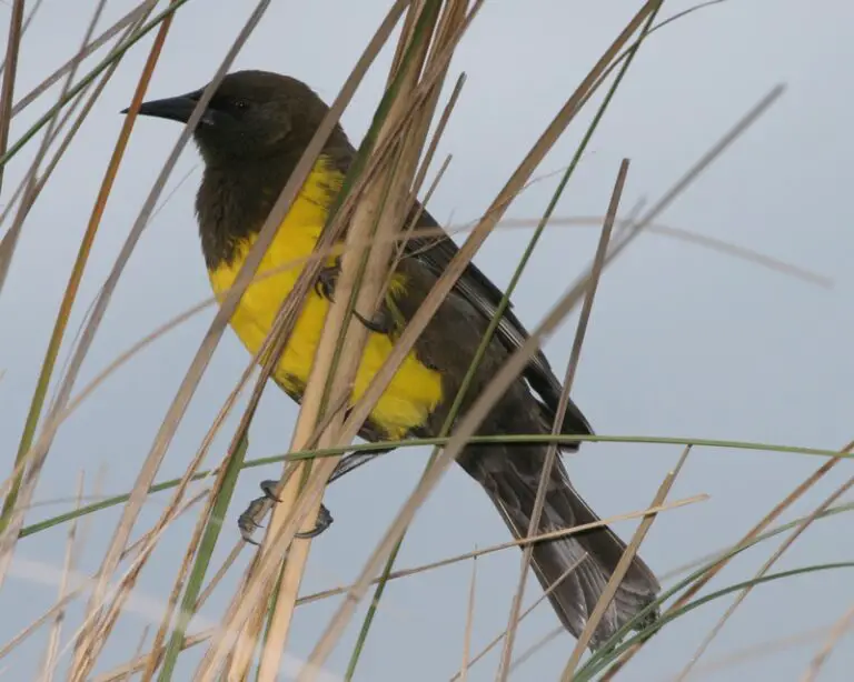 Brown-and-yellow marshbird