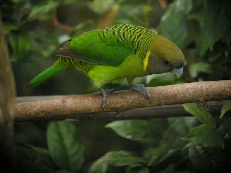 Brehm's tiger parrot