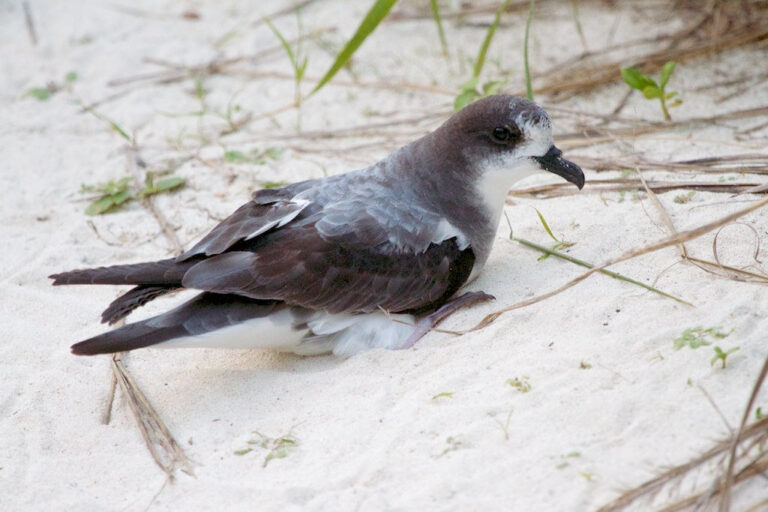 Bonin petrel