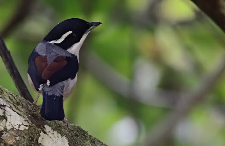 Blyth's shrike-babbler