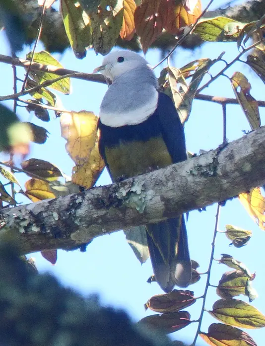 Banded fruit dove