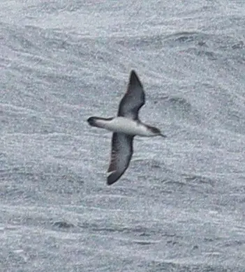 Boyd's shearwater