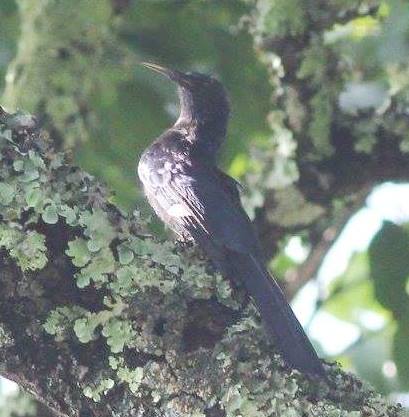 Black scimitarbill