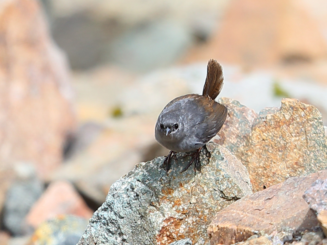 Ancash Tapaculo