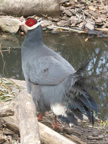 Blue eared pheasant