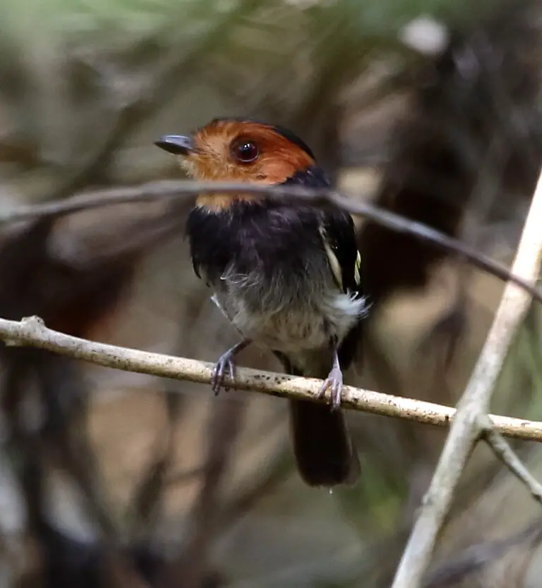 Black-chested tyrant