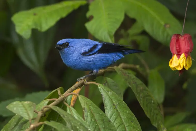 Blue-and-black tanager