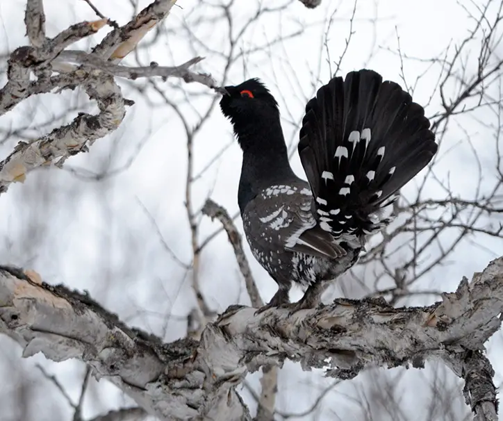 Black-billed capercaillie