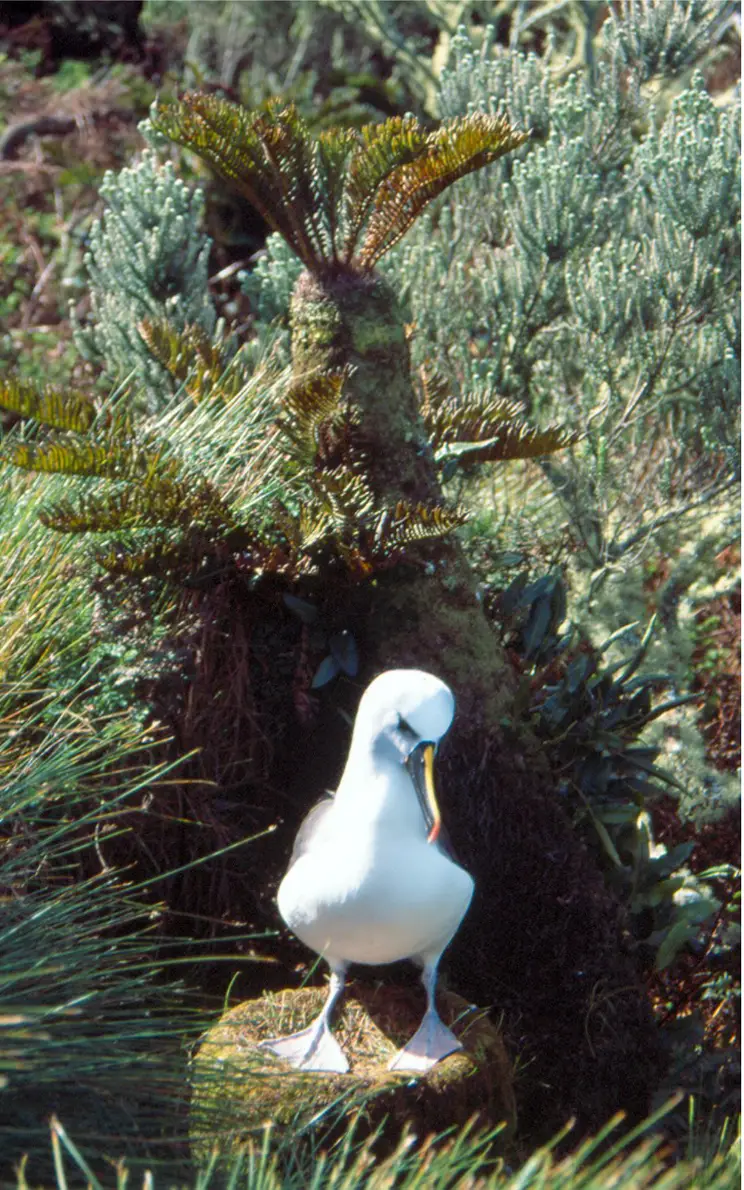 Atlantic yellow-nosed albatross