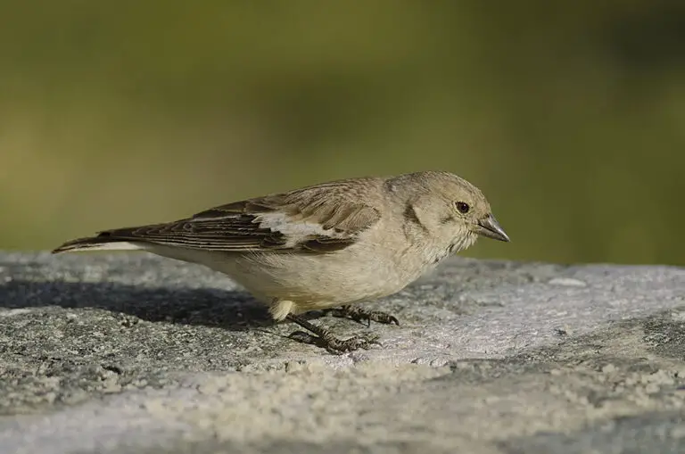 Black-winged snowfinch