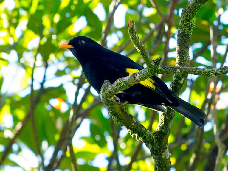 Black-and-gold cotinga