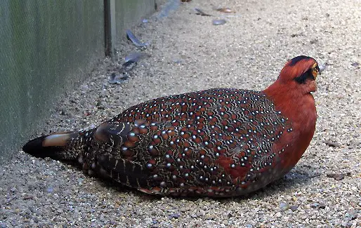 Blyth's tragopan