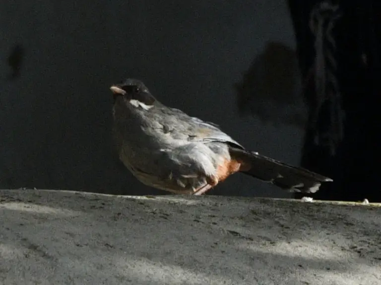 Brown-cheeked laughingthrush