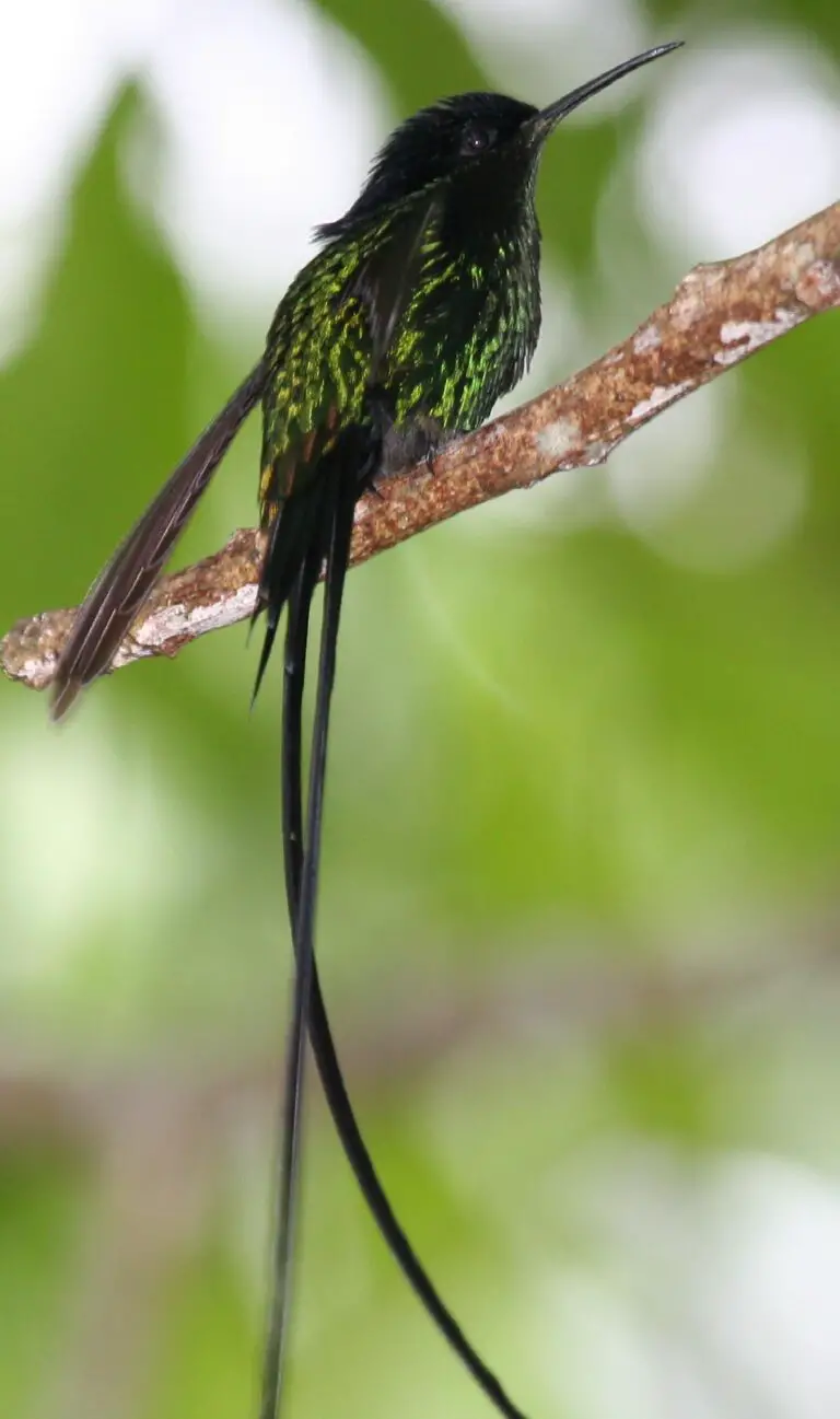 Black-billed streamertail