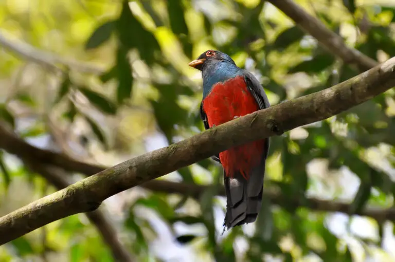 Black-tailed trogon