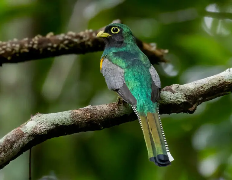 Black-throated trogon