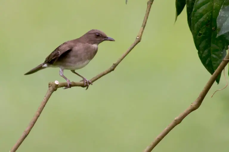 Black-billed thrush