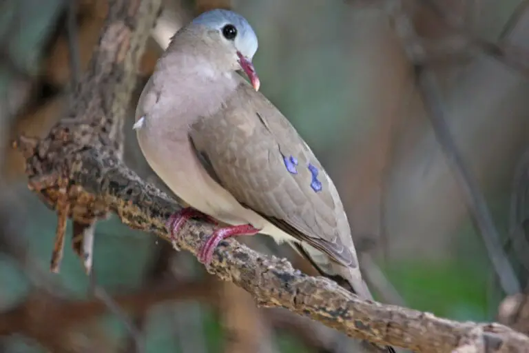 Blue-spotted wood dove