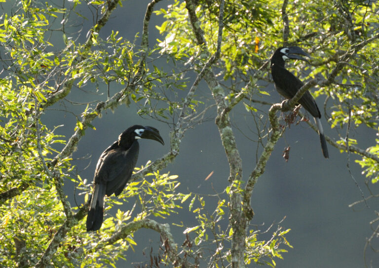 Bushy-crested hornbill