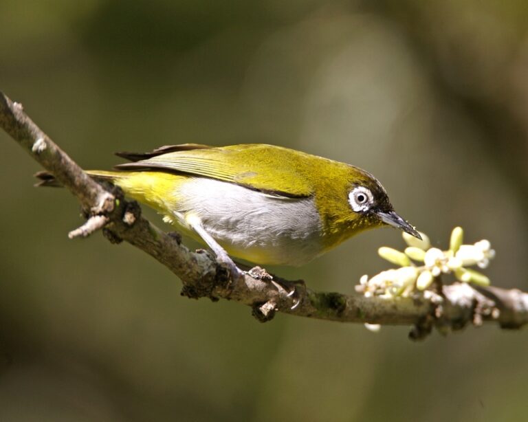 Black-capped white-eye