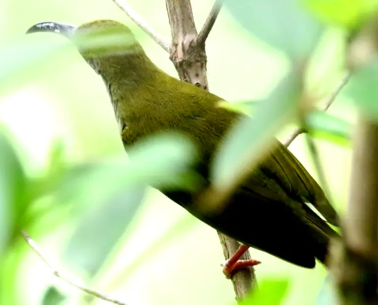 Bornean spiderhunter